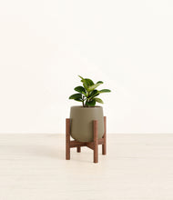 Load image into Gallery viewer, Olive stand:walnut