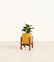 Load image into Gallery viewer, Mustard stand:walnut