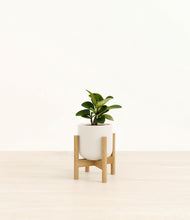 Load image into Gallery viewer, Cotton White stand:bamboo