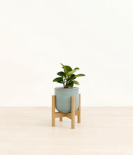 Load image into Gallery viewer, Reactive Aqua stand:bamboo