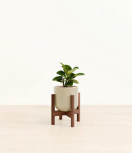 Load image into Gallery viewer, Sage Green stand:walnut