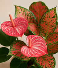 Load image into Gallery viewer, ALL