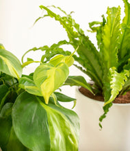 Load image into Gallery viewer, ALL