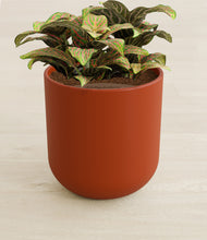 Load image into Gallery viewer, Earth Red stand:all