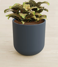 Load image into Gallery viewer, Iron Gray stand:all