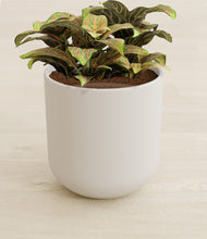 Load image into Gallery viewer, Natural Bamboo stand:all