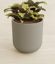 Load image into Gallery viewer, Sage Green stand:all