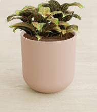 Load image into Gallery viewer, Sandy Pink stand:all