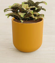 Load image into Gallery viewer, Sunset Orange stand:all