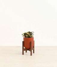 Load image into Gallery viewer, Earth Red stand:walnut