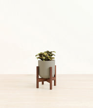 Load image into Gallery viewer, Sage Green stand:walnut