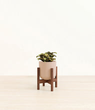 Load image into Gallery viewer, Sandy Pink stand:walnut