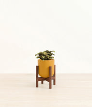 Load image into Gallery viewer, Sunset Orange stand:walnut
