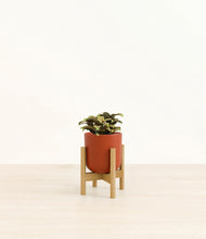Load image into Gallery viewer, Earth Red stand:bamboo