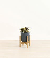 Load image into Gallery viewer, Iron Gray stand:bamboo