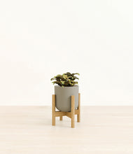 Load image into Gallery viewer, Sage Green stand:bamboo