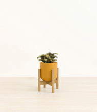 Load image into Gallery viewer, Sunset Orange stand:bamboo