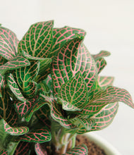 Load image into Gallery viewer, ALL