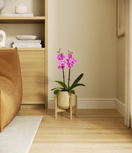 Load image into Gallery viewer, Almond Green stand:bamboo