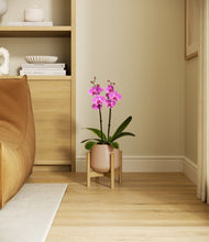 Load image into Gallery viewer, Gentle Pink stand:bamboo