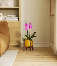 Load image into Gallery viewer, Mustard stand:walnut