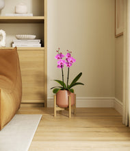 Load image into Gallery viewer, Calm Rose stand:bamboo