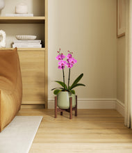 Load image into Gallery viewer, Turquoise stand:walnut