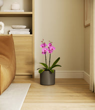 Load image into Gallery viewer, Dark Olive