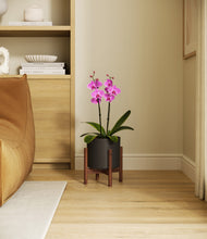 Load image into Gallery viewer, Black stand:walnut