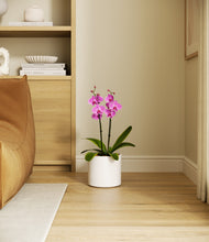 Load image into Gallery viewer, White