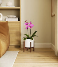 Load image into Gallery viewer, White stand:walnut