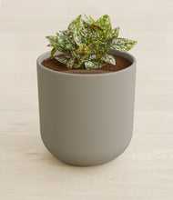 Load image into Gallery viewer, Sage Green stand:all