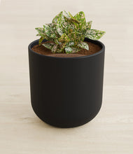 Load image into Gallery viewer, Stone Black stand:all