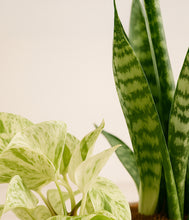 Load image into Gallery viewer, ALL