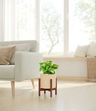 Load image into Gallery viewer, Cream stand:walnut