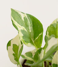 Load image into Gallery viewer, ALL