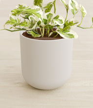 Load image into Gallery viewer, Natural Bamboo stand:all