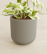 Load image into Gallery viewer, Sage Green stand:all