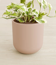 Load image into Gallery viewer, Sandy Pink stand:all