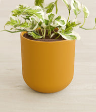 Load image into Gallery viewer, Sunset Orange stand:all