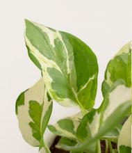 Load image into Gallery viewer, ALL