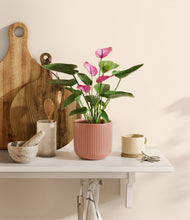 Load image into Gallery viewer, Striped Rose Pink