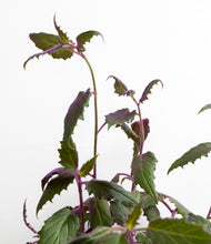 Load image into Gallery viewer, ALL