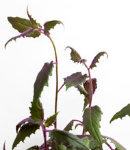 Load image into Gallery viewer, ALL