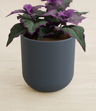 Load image into Gallery viewer, Iron Gray stand:all