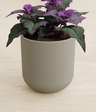 Load image into Gallery viewer, Sage Green stand:all