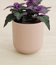 Load image into Gallery viewer, Sandy Pink stand:all