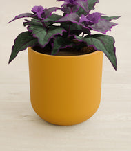 Load image into Gallery viewer, Sunset Orange stand:all