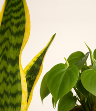 Load image into Gallery viewer, ALL