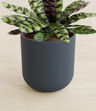 Load image into Gallery viewer, Iron Gray stand:all